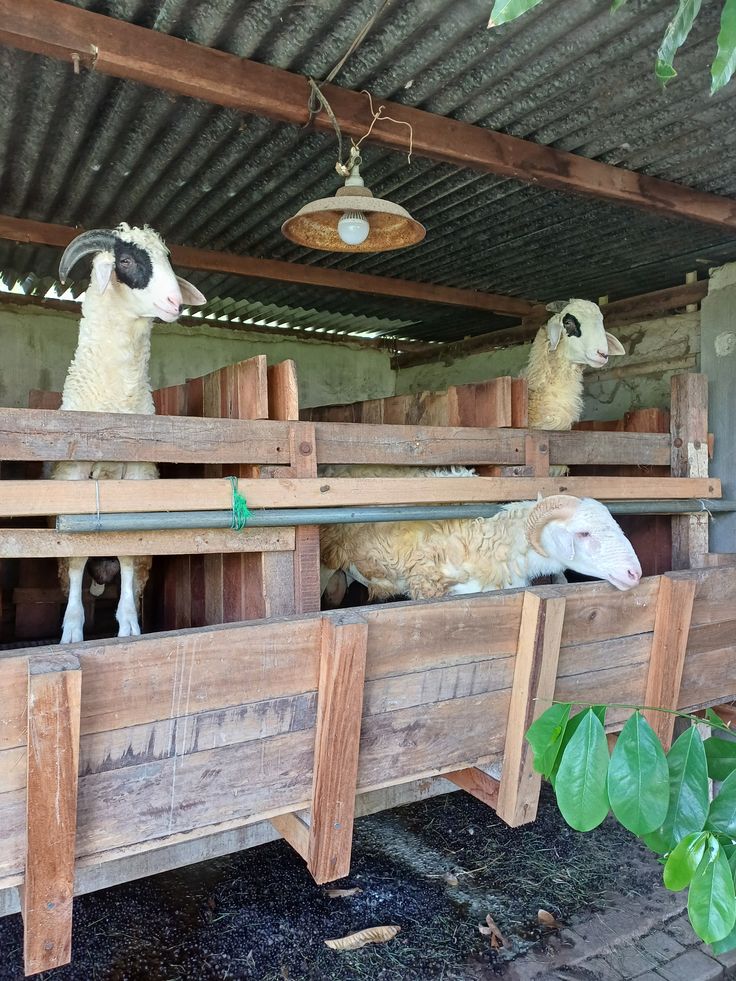 Kambing jantan sehat siap jual