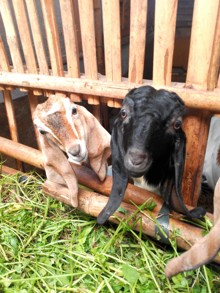 Kambing indukan terawat dan aktif