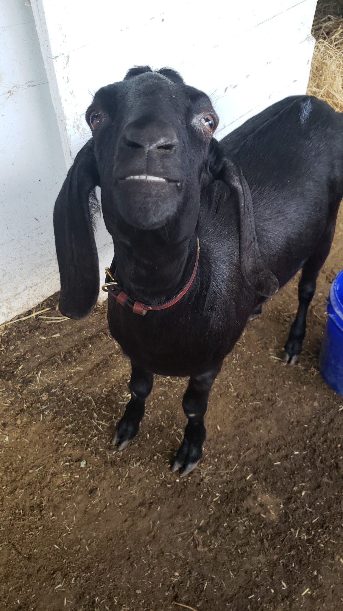 Kambing kualitas unggul untuk ternak